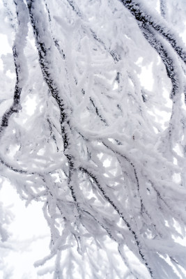 冬季大雪树木雾凇雪挂