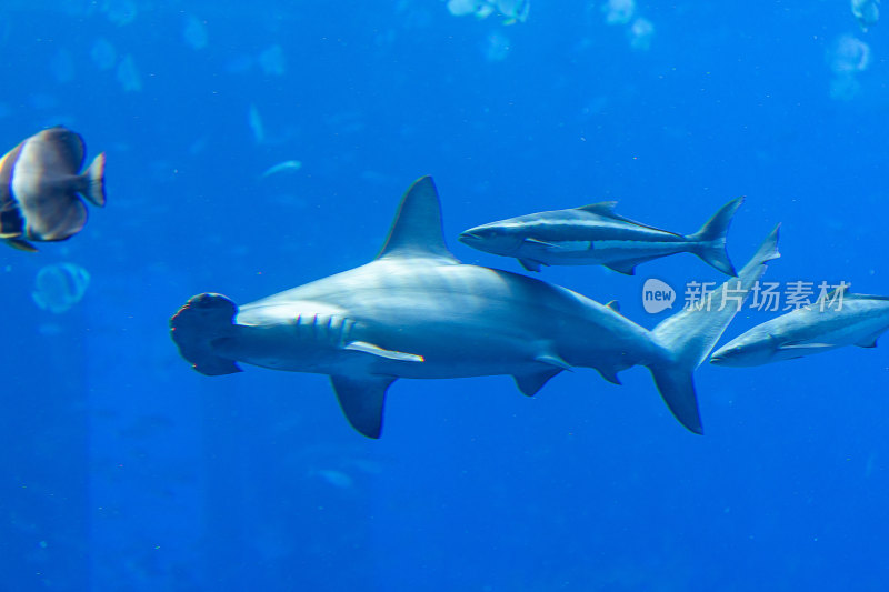 水族馆里的斧头鲨