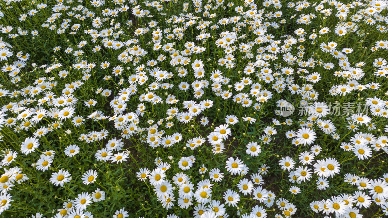 徐州市泉山区桃花源湿地公园大滨菊小雏菊