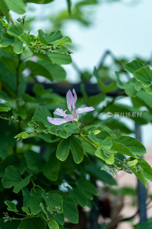 粉红色开花植物羊蹄甲