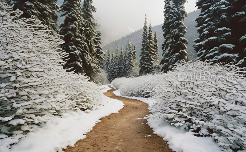 冬季森林白雪覆盖风景