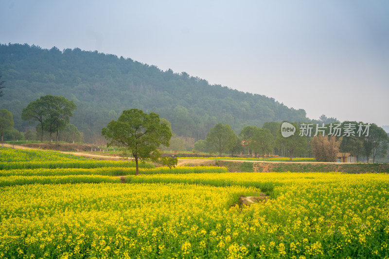 武汉东湖油菜花花海