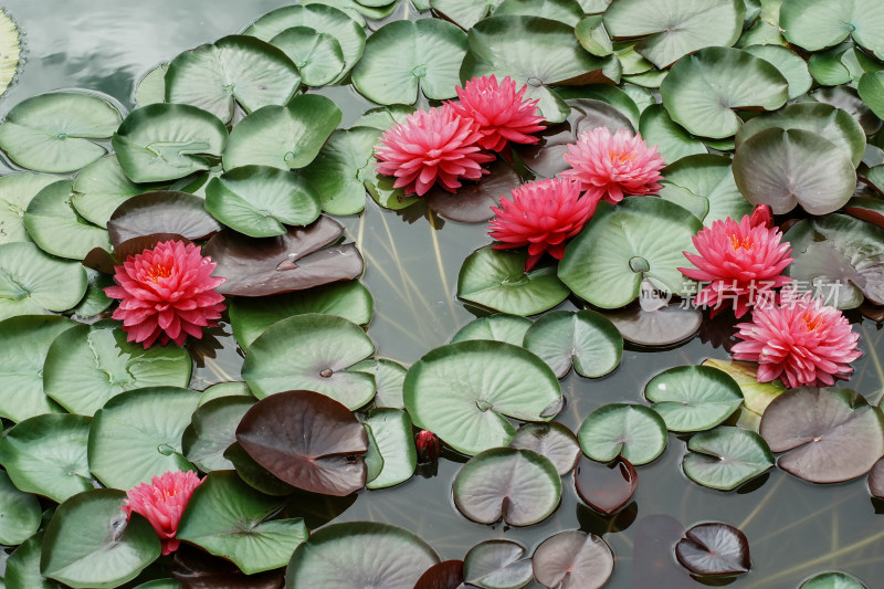 北京国家植物园睡莲