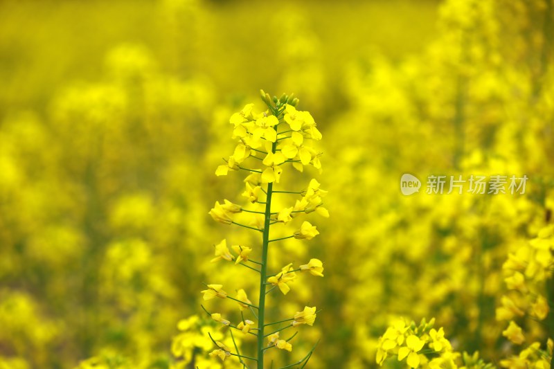 汉中皇塘的油菜花