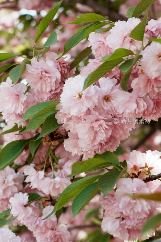 北京朝阳公园樱花