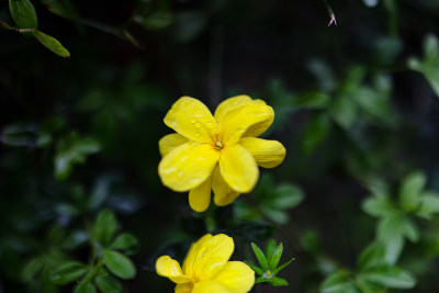 迎春花 春天 小黄花