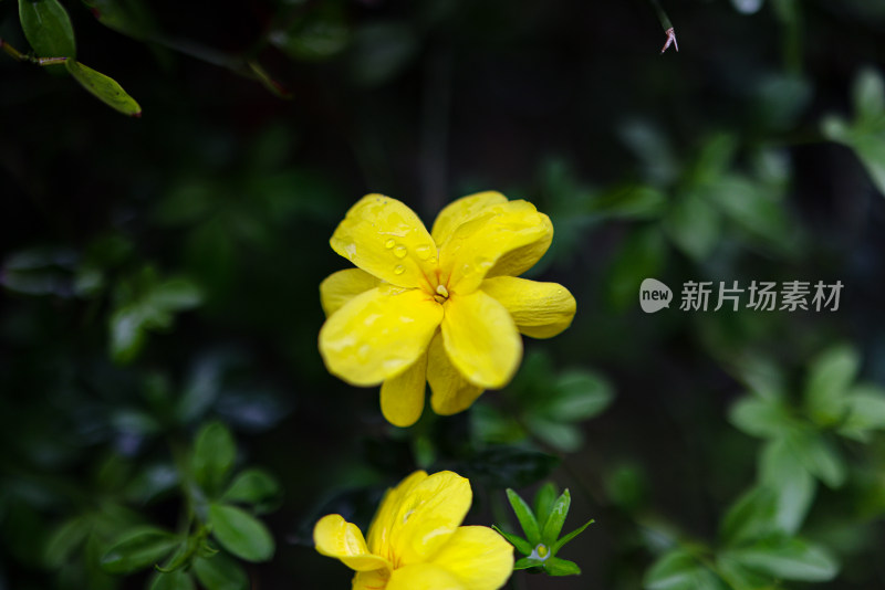 迎春花 春天 小黄花