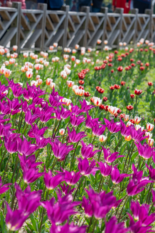 青岛中山公园多彩郁金香花田景观