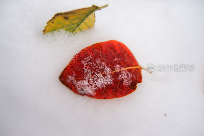 积雪落叶红叶