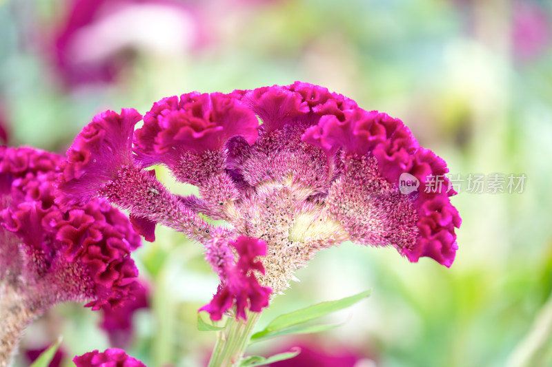 鸡冠花花朵特写