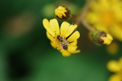 蜜蜂黄花