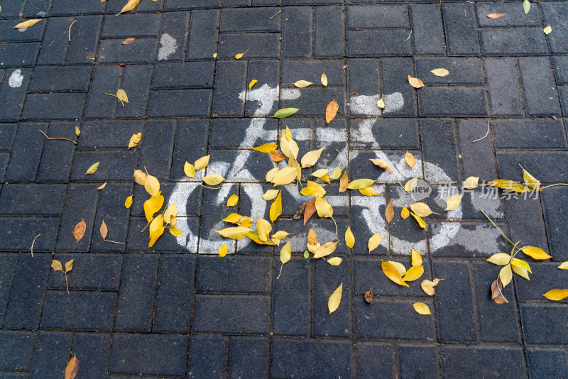 秋天霜降城市市政树叶落叶自行车停车区旅行