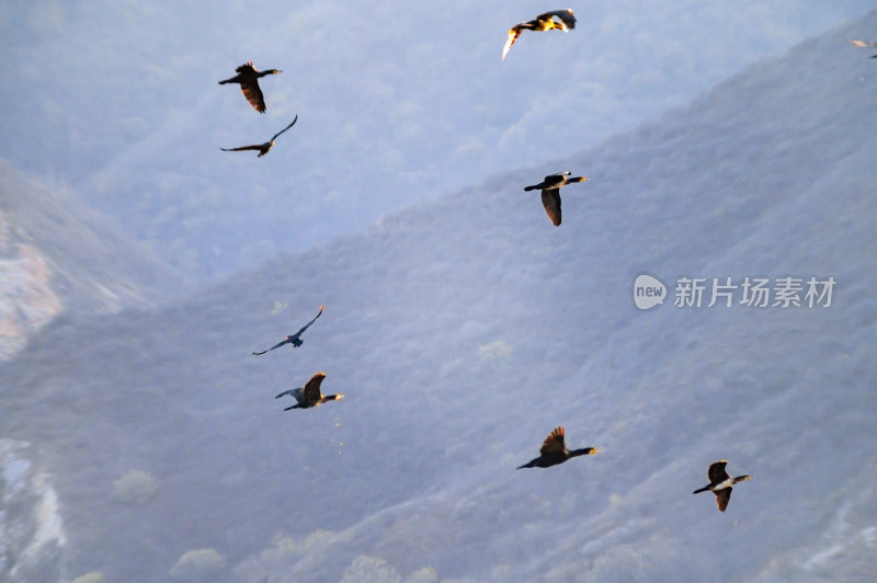 洛阳洛河边湿地里空中飞翔的鱼鹰（鸬鹚）