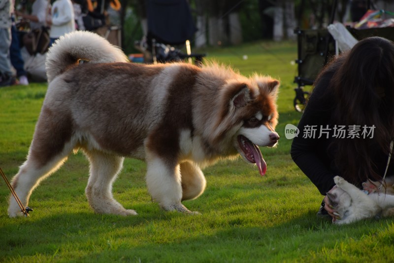 草地露营时行走的阿拉斯加犬