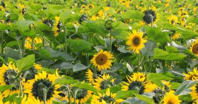 向日葵 花海 田野 葵花节