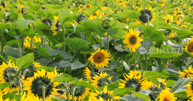 向日葵 花海 田野 葵花节