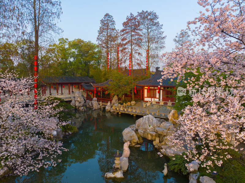 武汉东湖磨山樱花园樱花盛开