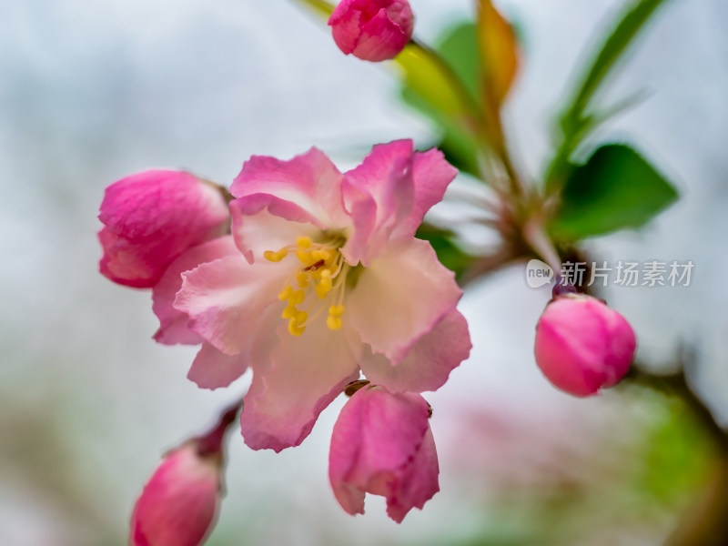 春天里的海棠花