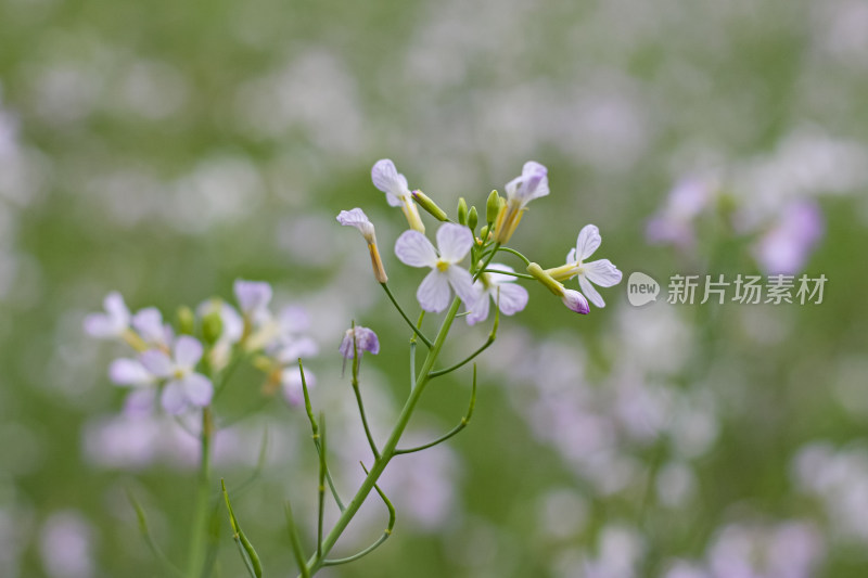 婺源梯田油菜花