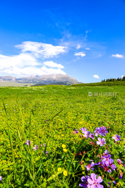 山川湖泊雪山草原野花