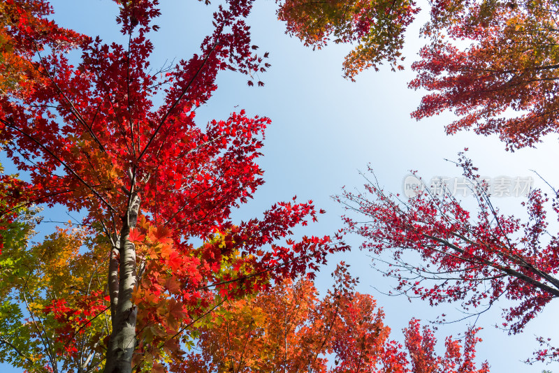 秋天霜降红叶枫树自然风景天空枫叶