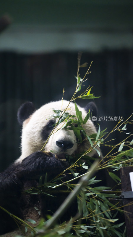 熊猫啃食竹叶憨态可掬的可爱模样