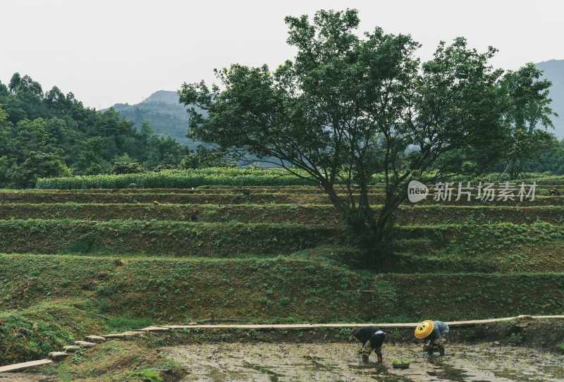 峨眉山田野劳作野趣