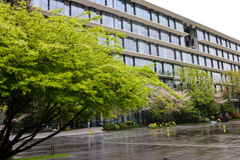 枫叶嫩芽 春天 雨水