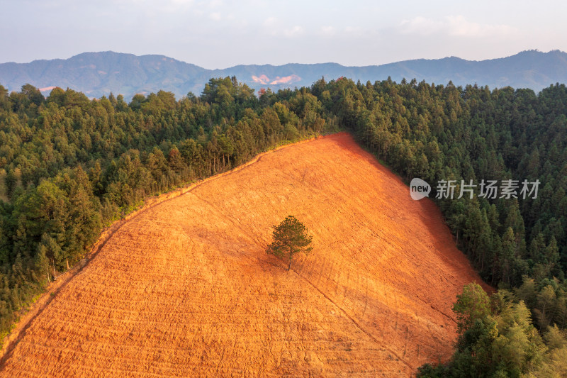 福建武夷山森林改造茶园