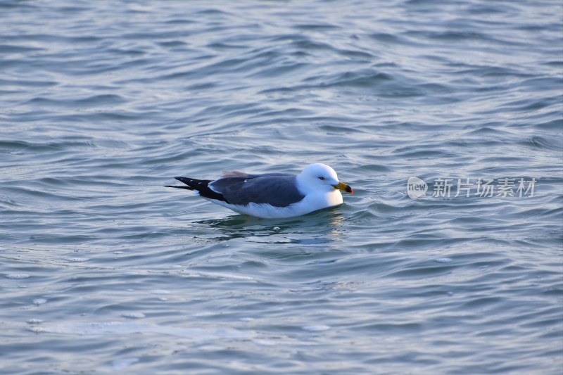 大连海滨 海鸥