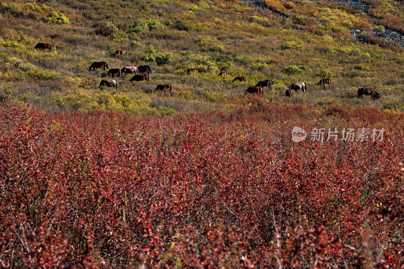 秋天新疆阿勒泰喀纳斯的森林自然风景