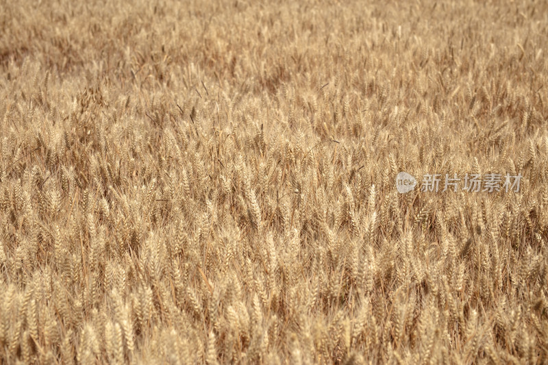 大面积颗粒饱满的小麦成熟