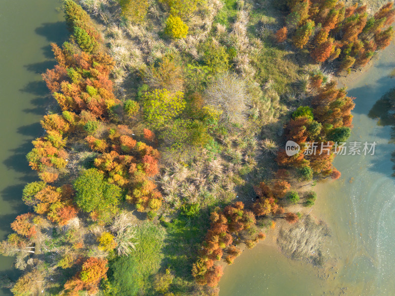 福州多彩树林沿水域分布的自然风景航拍