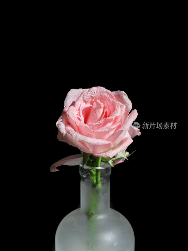 黑色背景上的一朵粉色玫瑰花