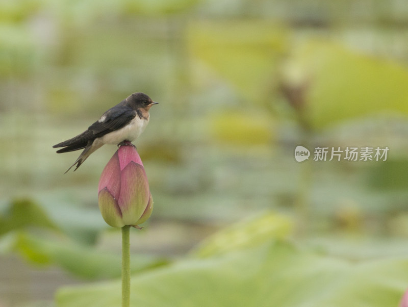 夏天盛开的荷花