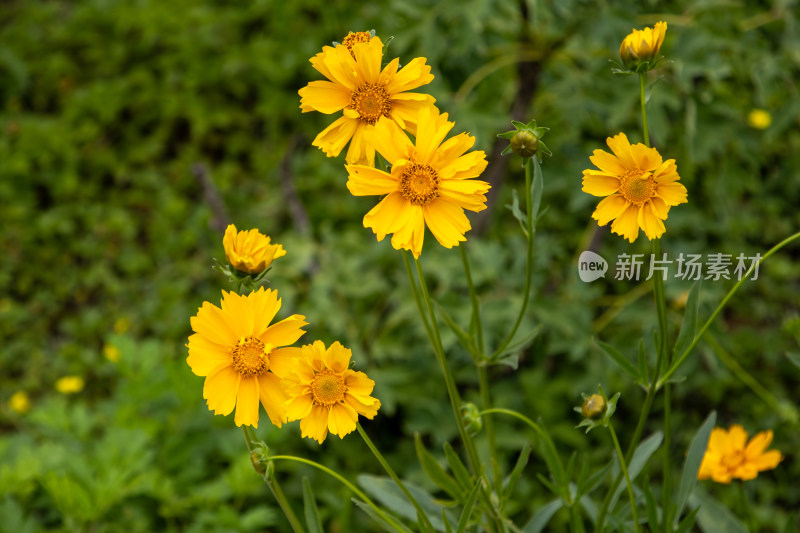 春天盛放的黄色金鸡菊花海