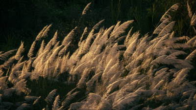 夕阳下的芦苇