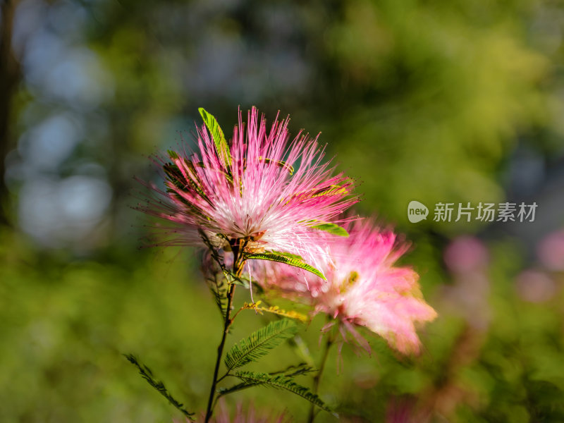 合欢花，粉色合欢