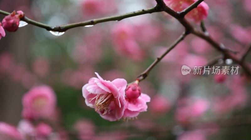 粉色梅花带雨枝头盛开的唯美画面