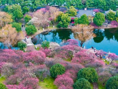 长沙橘子洲梅园梅花