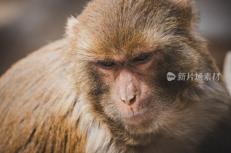 连云港花果山景区山上的猴子