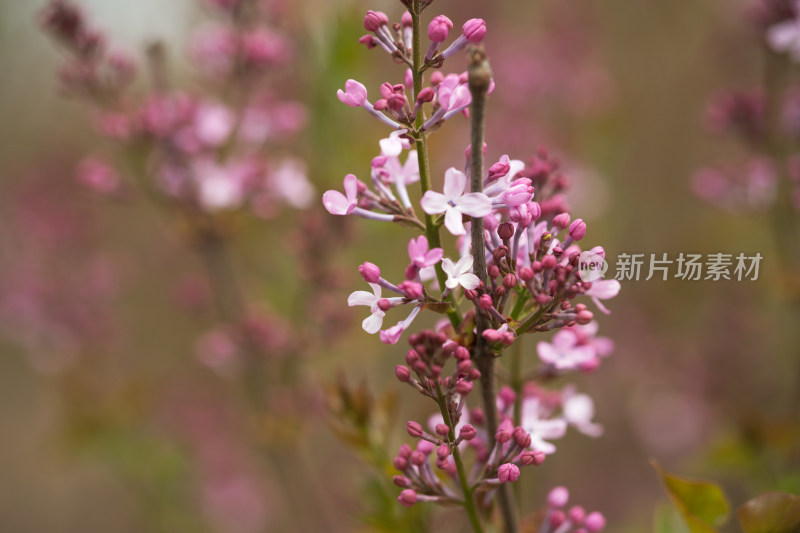 含苞待放的丁香花在春季