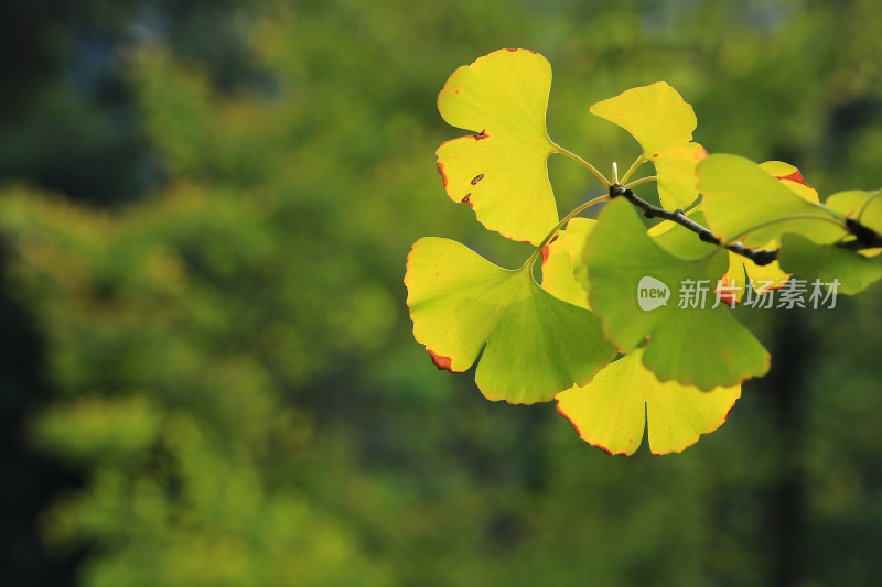 秋天正在发黄的银杏树叶