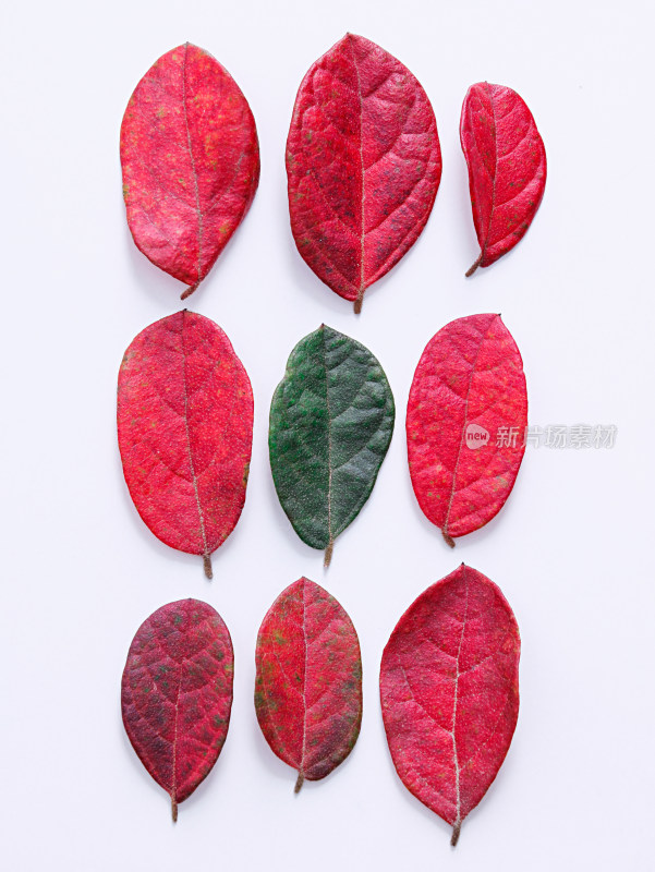 白色背景上的秋天红色叶子