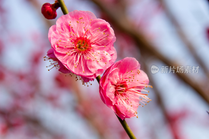 粉红梅花绽放