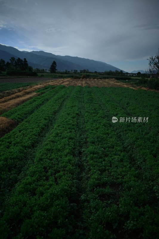 阴天背景下的大片农田景象