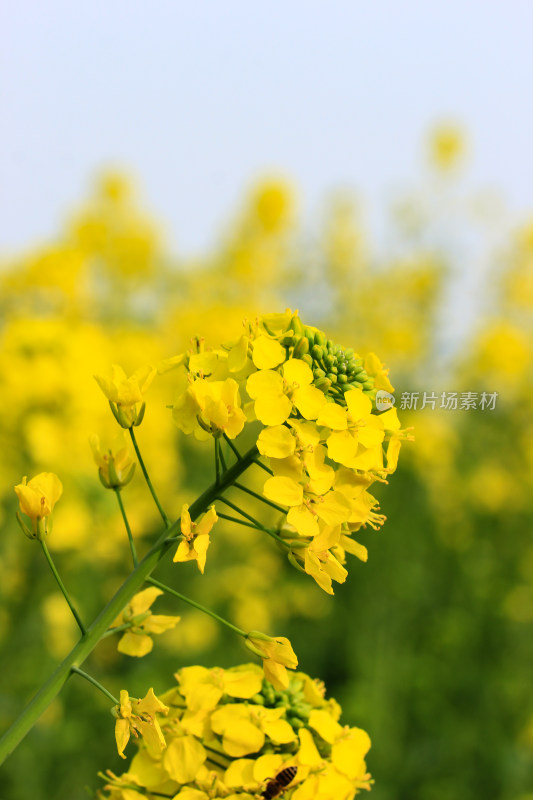 蓝色自然背景中的油菜花