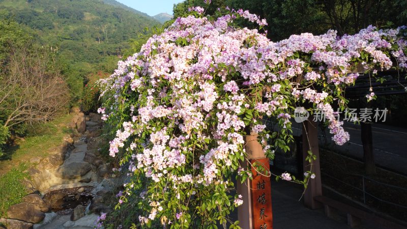 广东东莞：蒜香藤花开