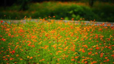 唯美格桑花花丛