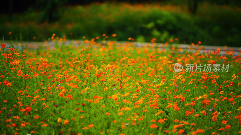 唯美格桑花花丛